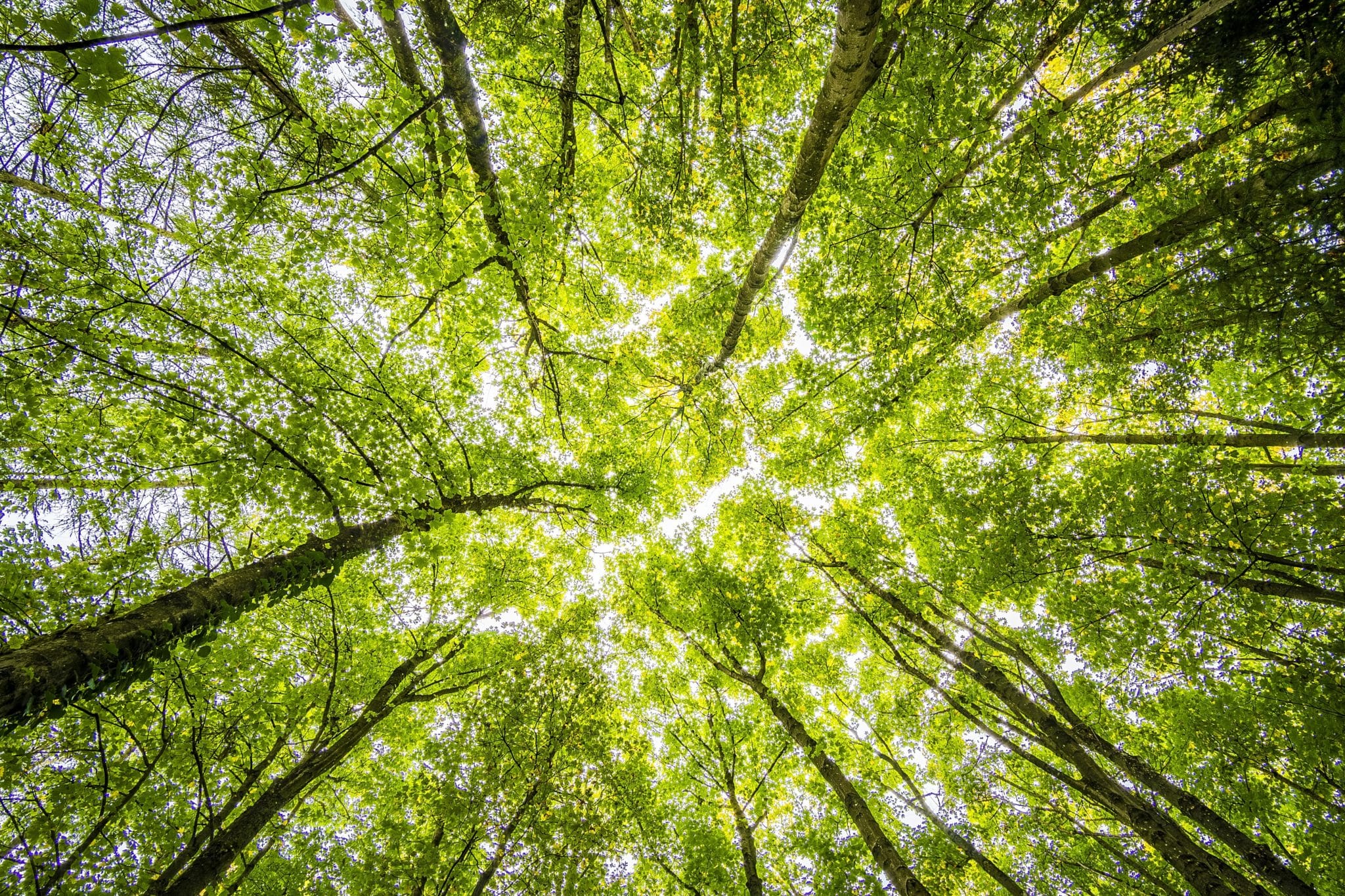 Naturterapi – Styrk dit sundhedsfremmende arbejde med børn, unge og voksne